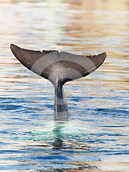 Diving Common bottlenose dolphin