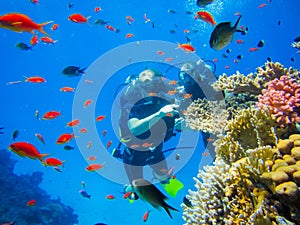 Diving at the coral reefs in Egypt