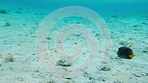 Diving in Egypt. Beautiful fish Myrichthys maculosus, Ostracion cubecus, Pantodon buchholzi in the Red Sea in Egypt.