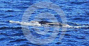 Diving fin of Hump Back Whale