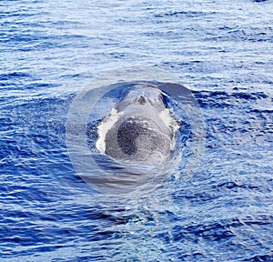 A diving Fin Whale ( Balaenoptera physalus)