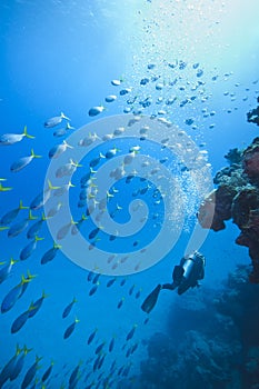 Diving the Great barrier