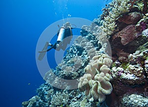 Diving the Great barrier photo