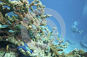 Diving the Great barrier reef