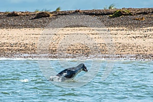 Diving Grey seal