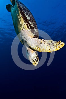 Diving Hawks Bill Sea Turtle