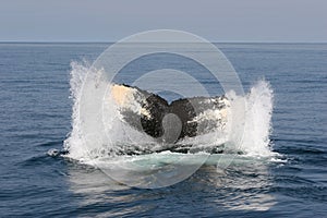 Diving Humpback