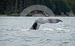 Diving Humpback Whale