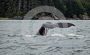 Diving Humpback Whale