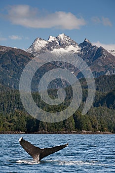 Diving Humpback Whale