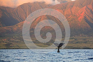Diving Humpback Whale Fluke photo