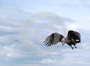 Diving immature bald eagle