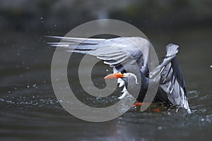 Diving inca tern