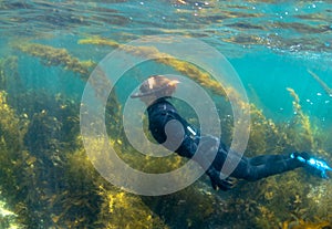 Diving in Japan, Teenage boy in cave, underwater, in wetsuit and snorkel, amongst seaweed