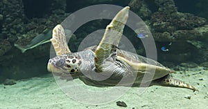 Diving Loggerhead sea turtle