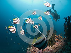 Diving Maldives