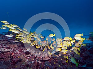 Diving maldives