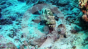 Diving Maldives - Grouper fish