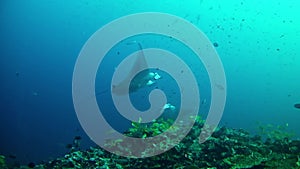 Diving Maldives - Manta Ray