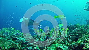 Diving Maldives - Manta Ray