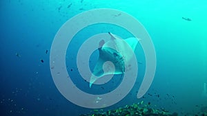 Diving Maldives - Manta Ray