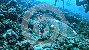 Diving Maldives - sea turtle