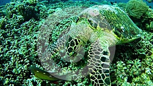 Diving Maldives - sea turtle