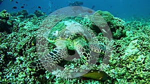 Diving Maldives - sea turtle