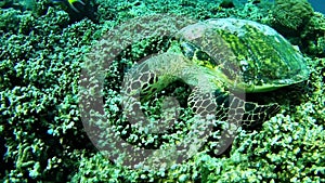 Diving Maldives - Sea Turtle