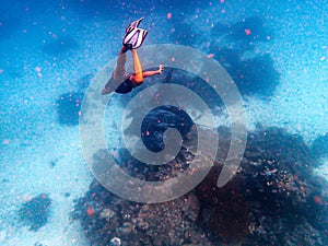 Diving with manta ray in melanesian archipelago. photo