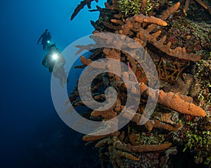 Diving off the Turks and Caicos Islands in the Caribbean