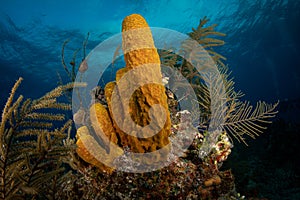 Diving off the Turks and Caicos Islands in the Caribbean