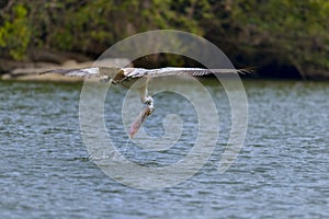 Diving pelican