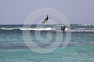 Diving pelicans