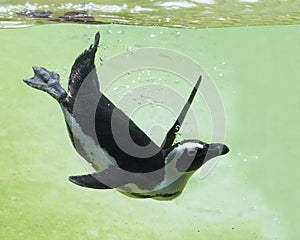 Diving Penguin