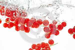 Diving red currants photo
