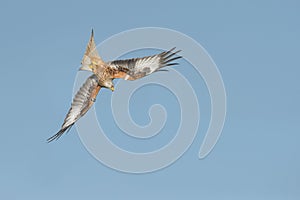 Diving Red Kite