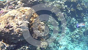 Diving on the Red Sea, impressive types of an amazing coral reef