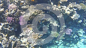 Diving on the Red Sea, impressive types of an amazing coral reef