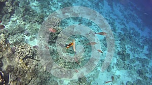 Diving on the Red Sea, impressive types of an amazing coral reef