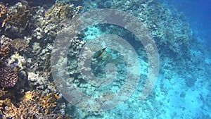 Diving on the Red Sea, impressive types of an amazing coral reef