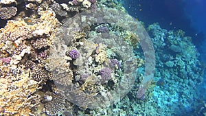 Diving on the Red Sea, impressive types of an amazing coral reef