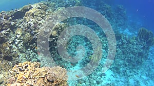 Diving on the Red Sea, impressive types of an amazing coral reef