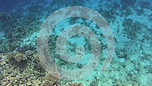 Diving on the Red Sea, impressive types of an amazing coral reef