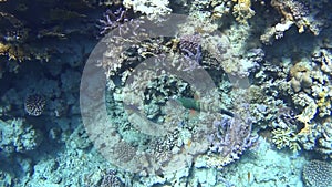 Diving on the Red Sea, impressive types of an amazing coral reef