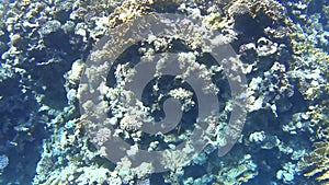 Diving on the Red Sea, impressive types of an amazing coral reef