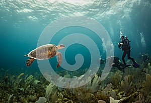 Diving the reef in the Caribbean