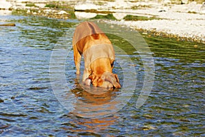 Diving Rhodesian Ridgeback Dog