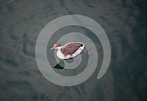 Diving sea duck in sea with circled ripples and reflection