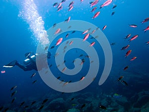 Diving at the Sea o Cortez Baja Mexico